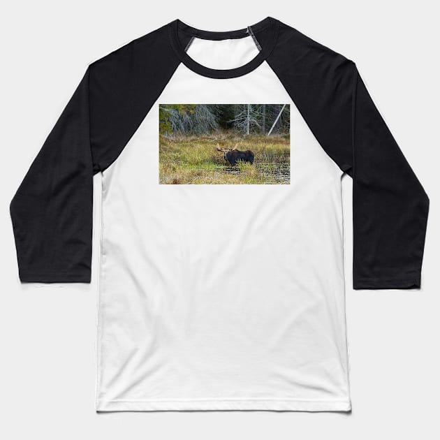 Bull Moose, Algonquin Park Baseball T-Shirt by Jim Cumming